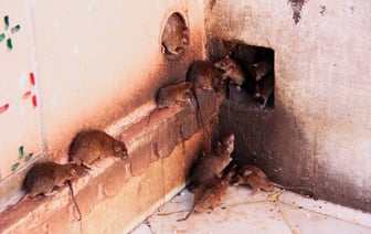 В Борисове жильцы отсудили у ЖКХ по 1300 рублей за крыс и мышей в подвале. Как?