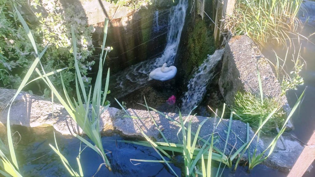 В Бресте спасатели помогли утятам, а в Барановичском районе – лебедю