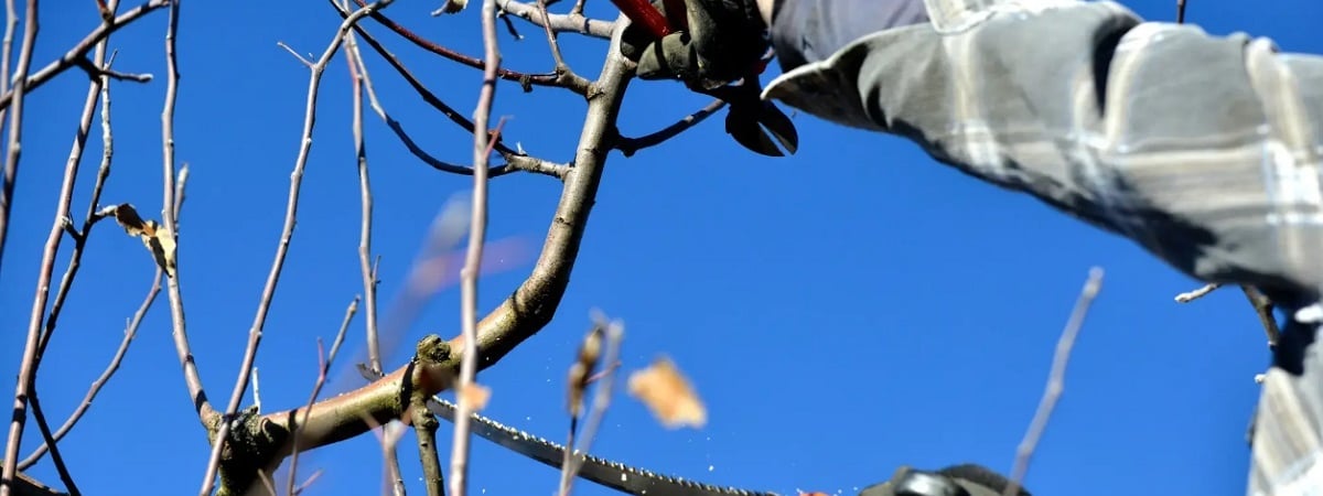 Не выбрасывайте ветки деревьев после обрезки — вот как их можно использовать на участке — Полезно