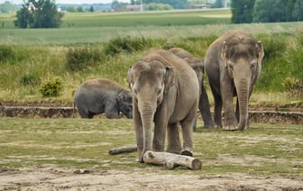 Из Красной книги могут исключить около 40 видов животных и растений