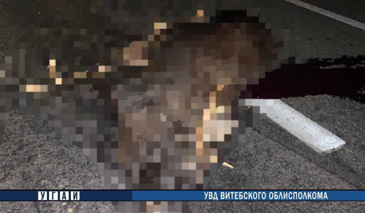 Лось стал причиной смертельного ДТП