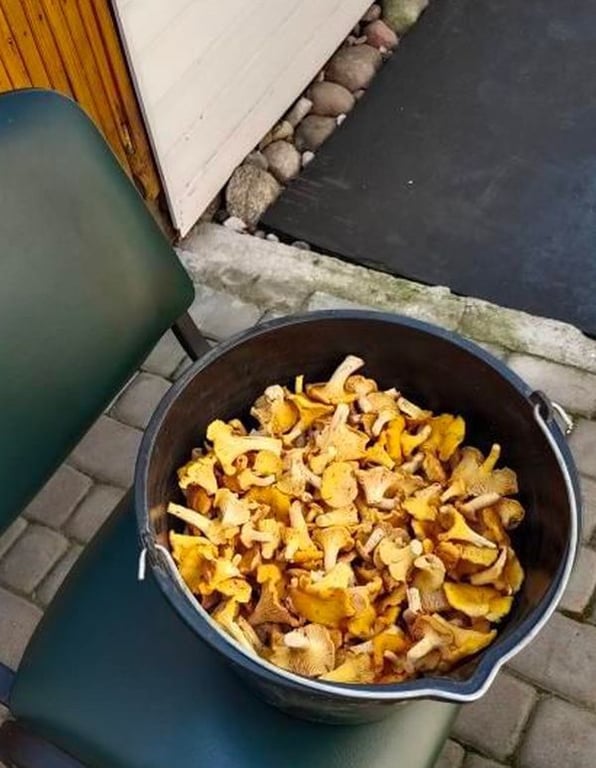 Ванну грибов за три часа набрал мужчина в Брестской области