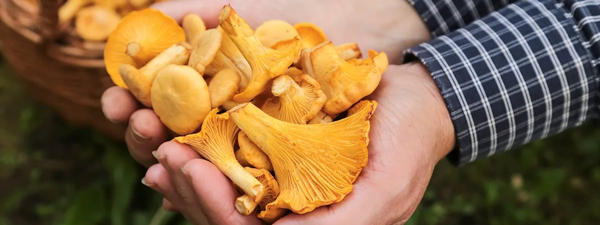 Залейте лисички этой жидкостью. Нашли 5 способов, чтобы грибы не горчили — Полезно