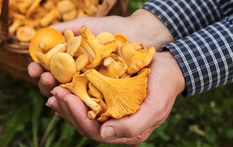 Залейте лисички этой жидкостью. Нашли 5 способов, чтобы грибы не горчили — Полезно