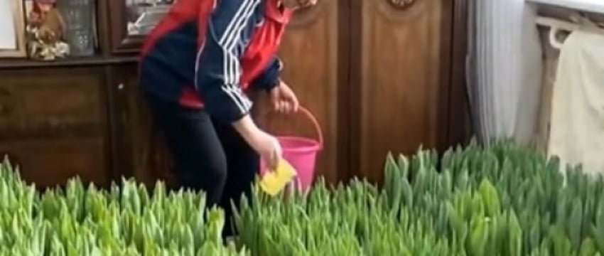 Белорус выращивает тюльпаны прямо у себя дома