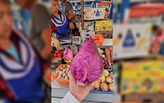 В Минске на рынке начали продавать коническую капусту по 2,5 рубля. Чем удивит кроме формы и цвета? — Видео