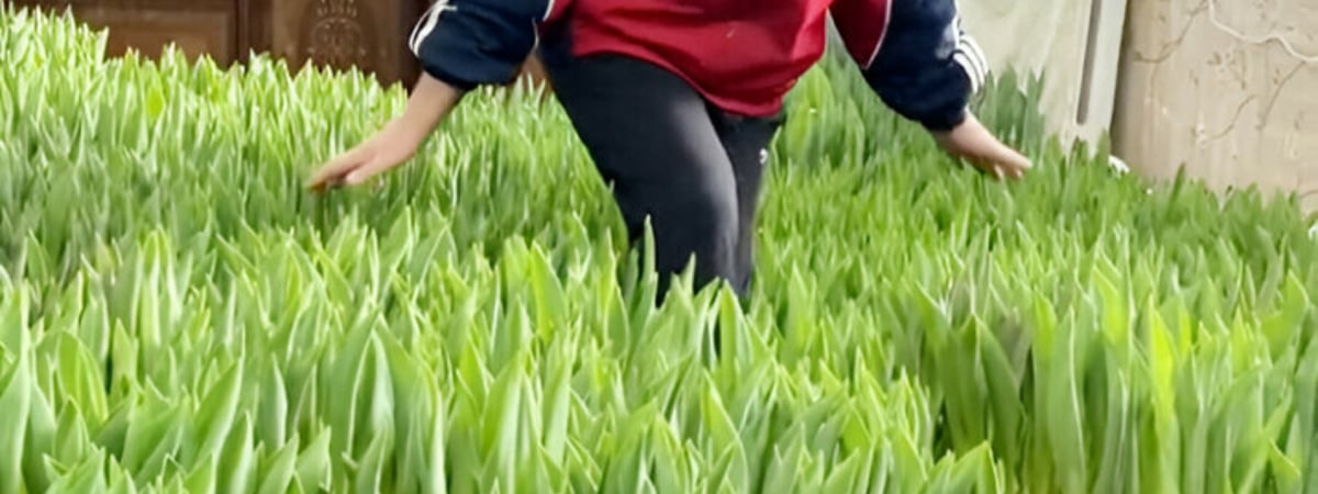 «Молодец, водку не пьет» – Белорусы оценили тюльпановую плантацию на фоне советской стенки — Видео