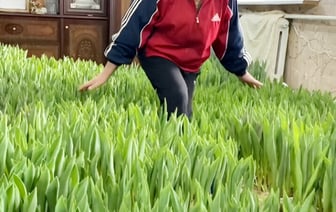 «Молодец, водку не пьет» – Белорусы оценили тюльпановую плантацию на фоне советской стенки — Видео