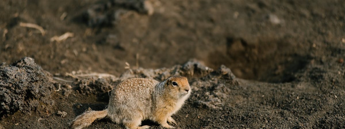 РФ попросила ЕЭК установить тарифную льготу на ввоз в страну сливочного масла