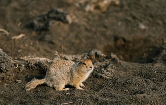 РФ попросила ЕЭК установить тарифную льготу на ввоз в страну сливочного масла
