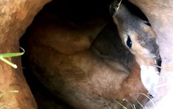 В Барановичском районе спасатели помогли косуле, упавшей в яму