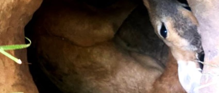 В Барановичском районе спасатели помогли косуле, упавшей в яму