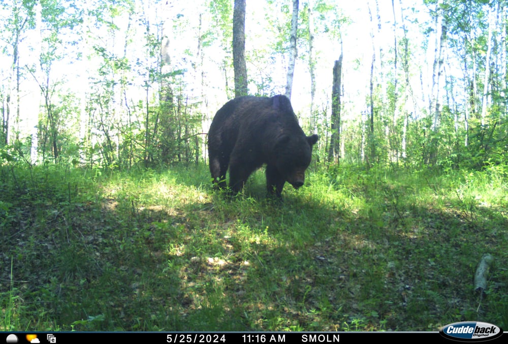 Медведи чаще всего позировали перед автоматическими фотокамерами, установленными на территории Березинского биосферного заповедника. Фото berezinsky.by