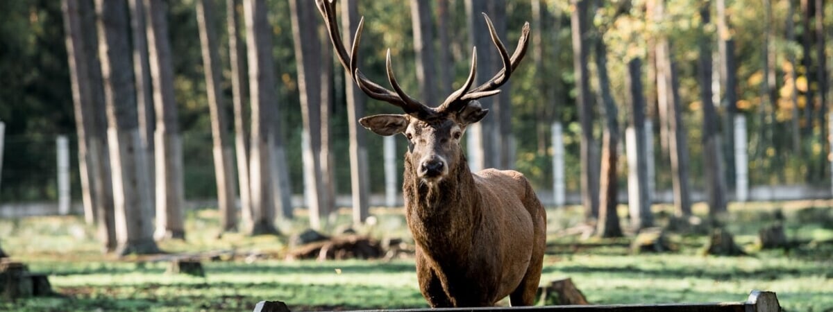 Беловежская пуща позвала «неравнодушных любителей природы» на уху и солдатскую кашу. Но есть нюанс