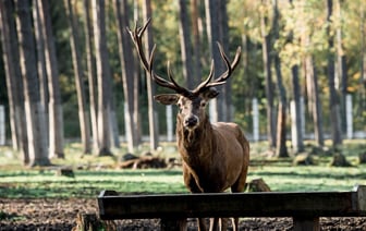 Беловежская пуща позвала «неравнодушных любителей природы» на уху и солдатскую кашу. Но есть нюанс