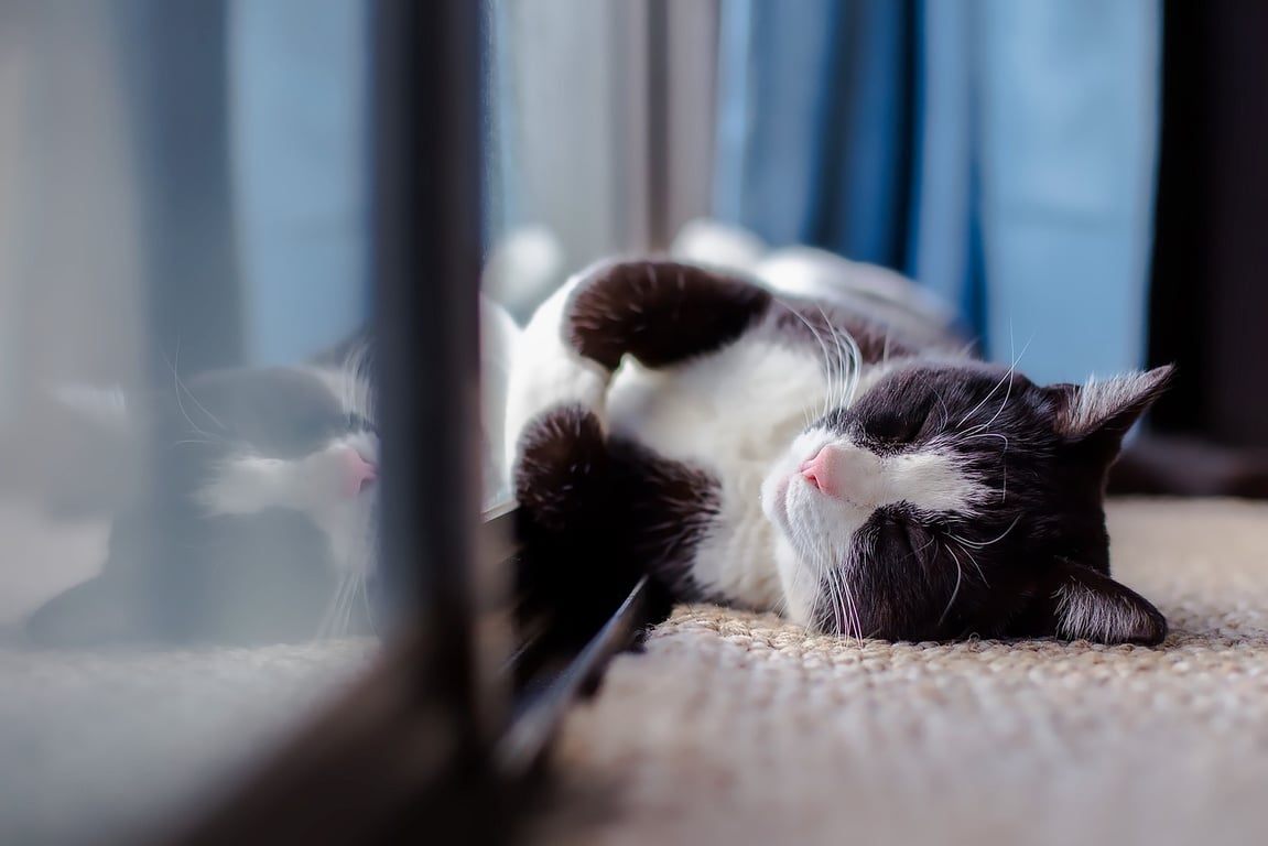 Кот, тепло, отопление. Фото pixabay.com