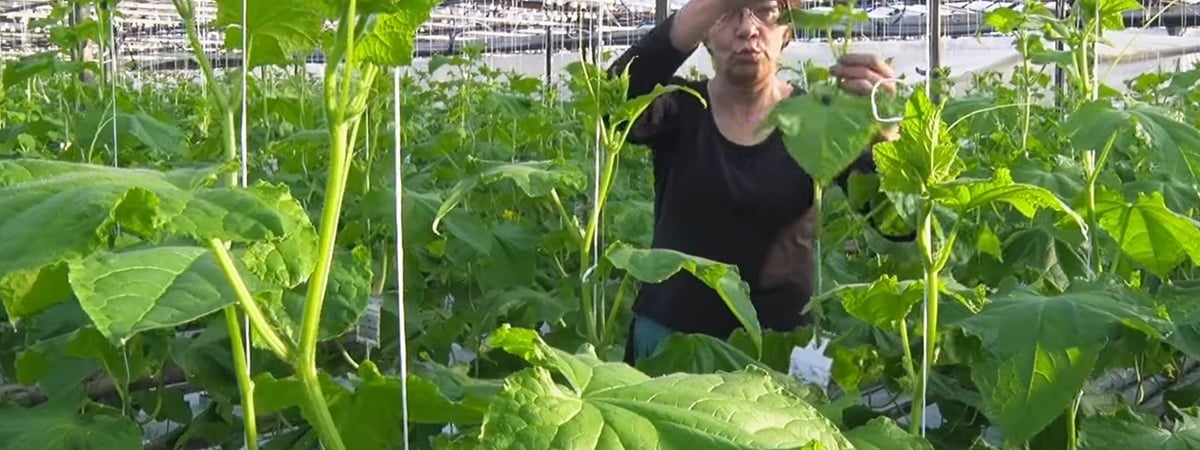 Гродненская овощная фабрика пообещала белорусам «миллион килограммов» дешевых огурцов. Почем?