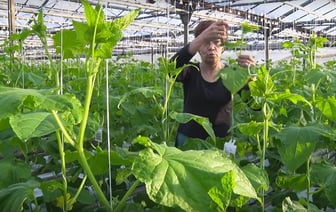 Гродненская овощная фабрика пообещала белорусам «миллион килограммов» дешевых огурцов. Почем?