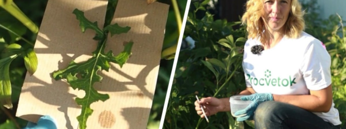 Как избавить клумбу от сорняков, чтобы не повредить корни цветов? Биолог поделилась работающим лайфхаком — Полезно