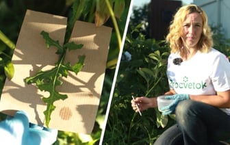 Как избавить клумбу от сорняков, чтобы не повредить корни цветов? Биолог поделилась работающим лайфхаком — Полезно