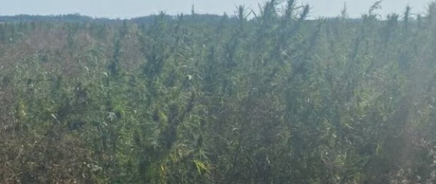 В Жабинковском районе уничтожена плантация дикорастущей конопли