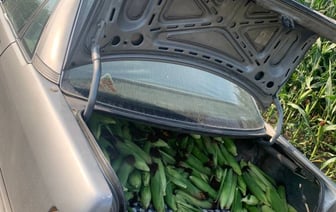 В багажнике была кукуруза. В Брестской области сотрудники ГАИ проверили Audi