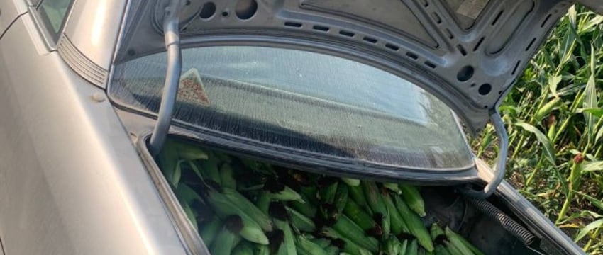 В багажнике была кукуруза. В Брестской области сотрудники ГАИ проверили Audi