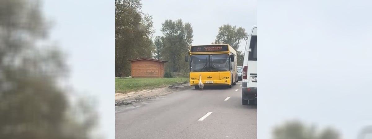 «И пусть весь мир подождёт» — В Бресте гусь собрал на дороге целую колонну авто — Видео