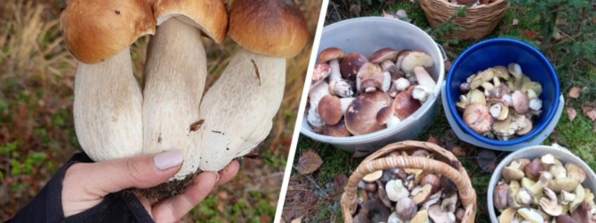 Белорусы похвастались урожаем с «грибалки» на неделе. Где самые «шикарные» боровики? — Видео