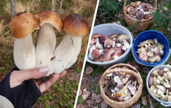 Белорусы похвастались урожаем с «грибалки» на неделе. Где самые «шикарные» боровики? — Видео