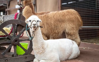 Минтранс Беларуси внес поправки в требования к станциям техобслуживания