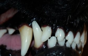 Никогда не делайте этого, если на вас напала собака