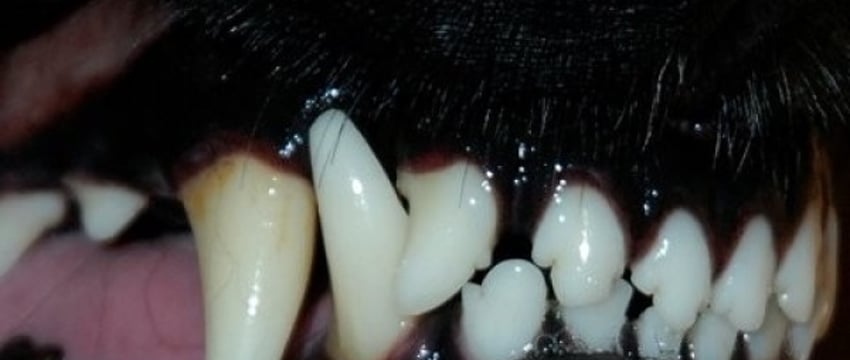 Никогда не делайте этого, если на вас напала собака