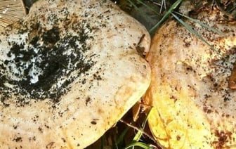 В Пинском районе выявили радиоактивные грузди