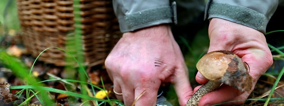 «Им хоть бы хны, бессмертные» — Белорусскиг грибники показали, что собирают в лесах, не взирая на засуху