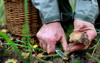 «Им хоть бы хны, бессмертные» — Белорусскиг грибники показали, что собирают в лесах, не взирая на засуху