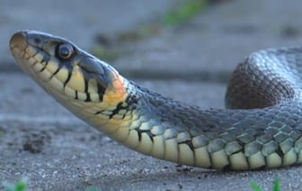 Учёные объяснили причину появления ужей на набережной в Пинске