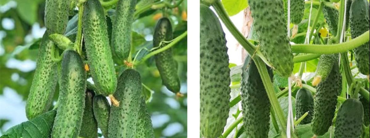 Урожай лучше собирать ведрами — как правильно выбрать семена в Гродно