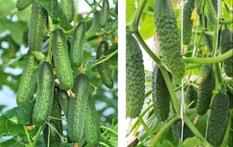 Урожай лучше собирать ведрами — как правильно выбрать семена в Гродно