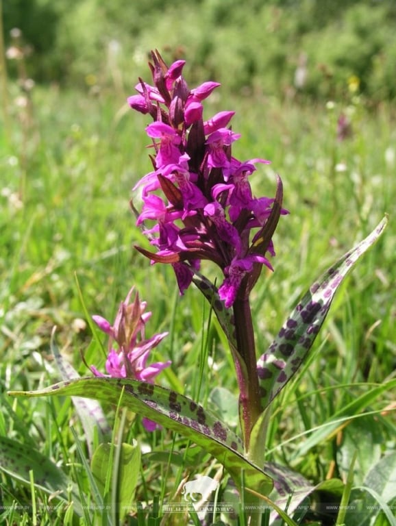 В Беловежской пуще нашли редкую орхидею