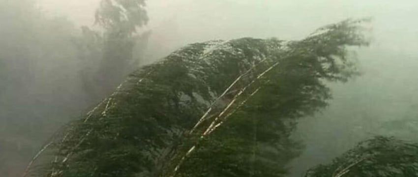 Опять ураган? В МЧС предупредили о сильном ветре в Беларуси
