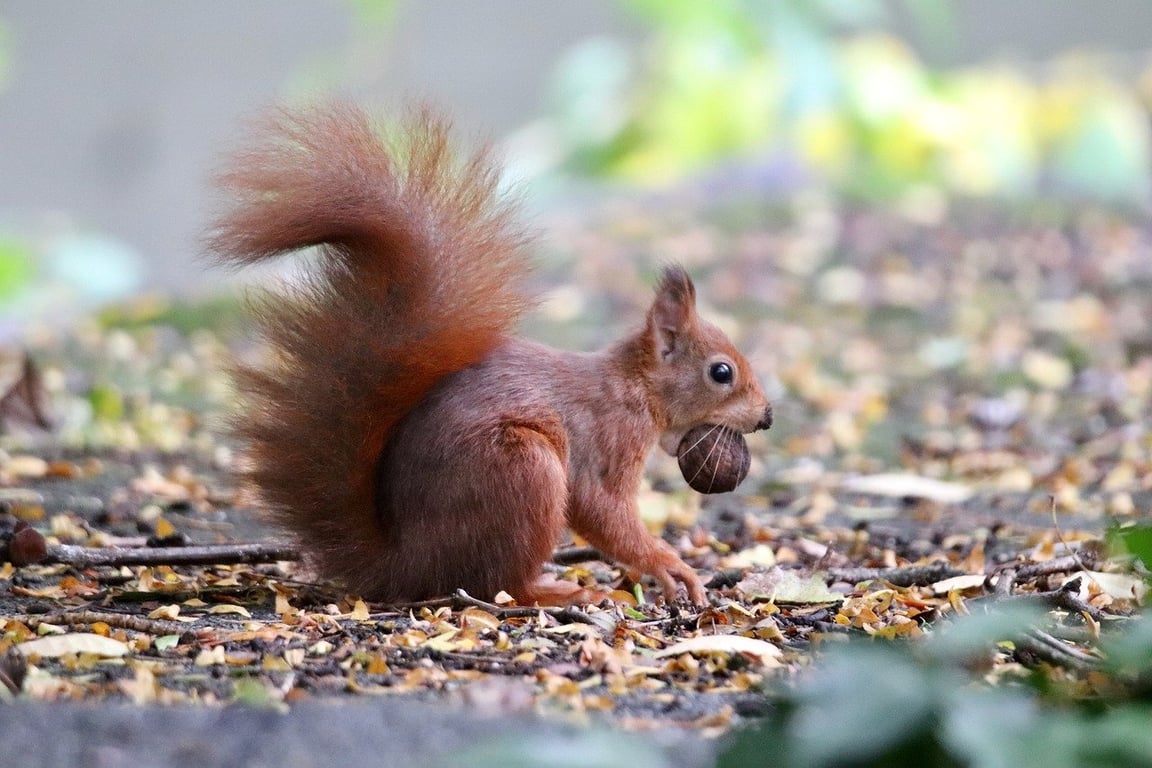 Белка с орехом, белочка. Фото pixabay.com