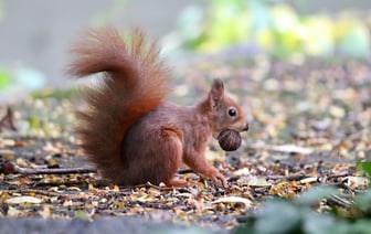 Жители Витебской области стали чаще покупать фрукты и орехи, а муку — реже