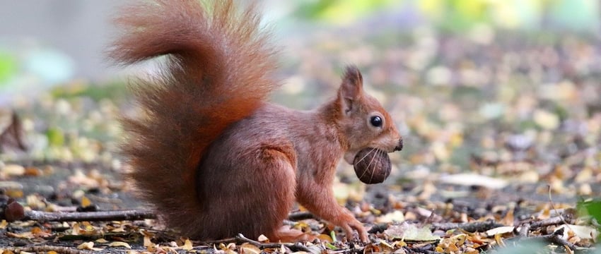 Жители Витебской области стали чаще покупать фрукты и орехи, а муку — реже