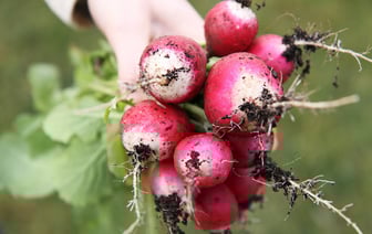 На 12% подешевели овощи в мае — официальная статистика Витебской области