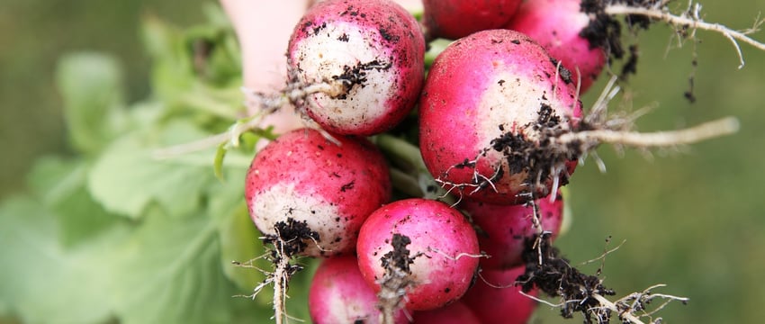 На 12% подешевели овощи в мае — официальная статистика Витебской области