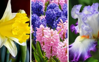 Почти никто не может ответить правильно на эти простые вопросы. А вы угадаете весенние цветы по картинке? — Тест