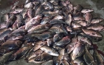 Отборный карп в багажнике: как незаконная рыбалка привела к уголовному делу в Ганцевичском районе