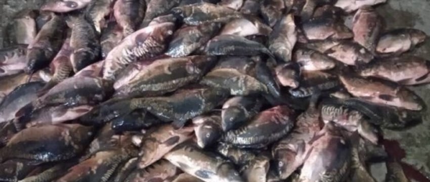 Отборный карп в багажнике: как незаконная рыбалка привела к уголовному делу в Ганцевичском районе