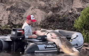 В Беларуси выловили огромного сома — его длина впечатляет. Смотрите видео